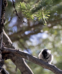 Mountain Chickadee 2451